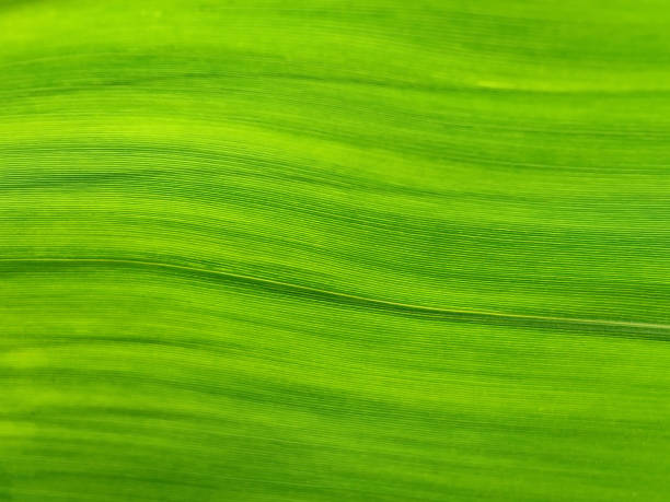 Bamboo leaf close up