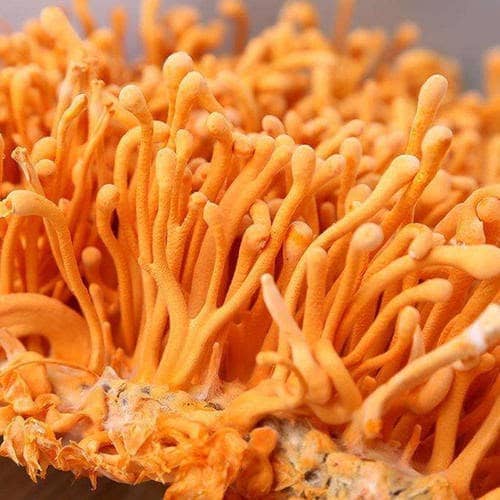 close-up of cordyceps mushroom