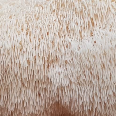close-up of lions mane mushroom