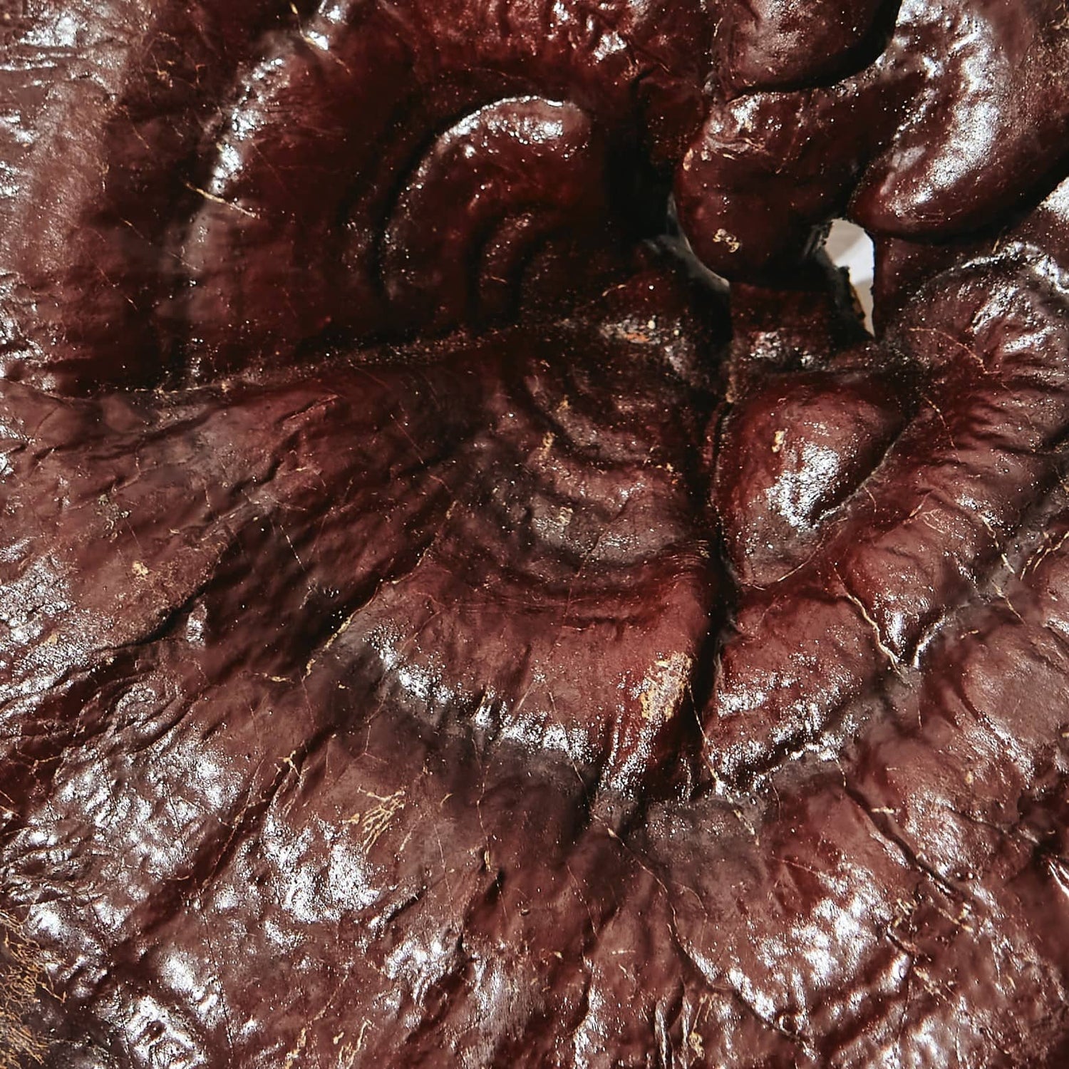 close up of reishi mushroom
