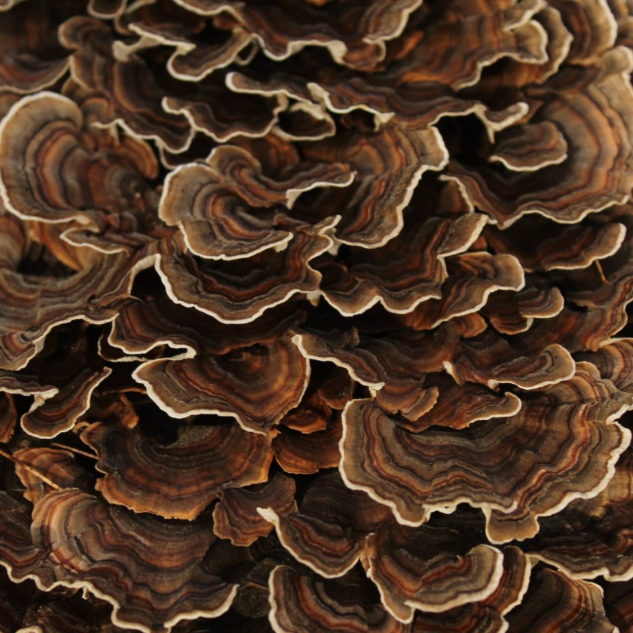 close-up of turkey tail mushroom